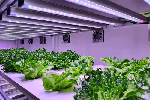 Plantación agrícola avanzada gestionada con sensores automáticos Proyectos tecnológicos en agricultura de precisión para invernadero automatizado con sensores IoT